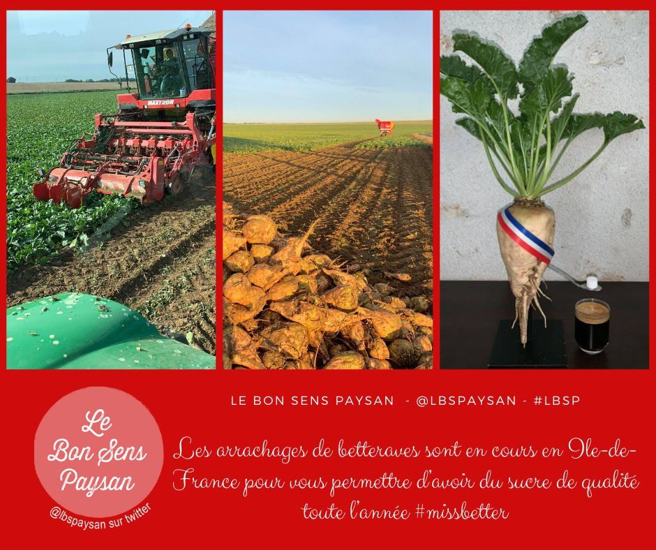 lbsp
